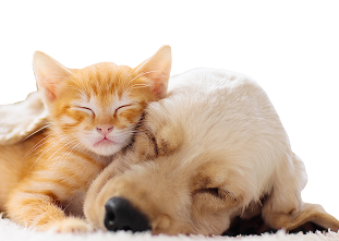 Een slapend roodharig katje en een goudkleurige puppy, lekker tegen elkaar aan geknuffeld